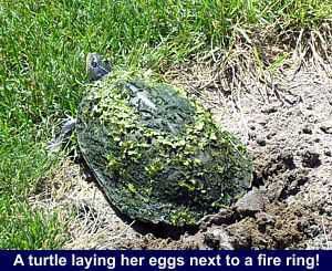 A turtle laying her eggs next to a fire ring!